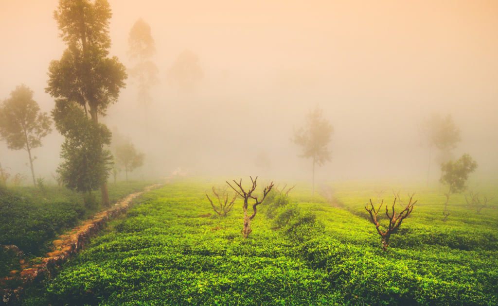 types of tea in the world